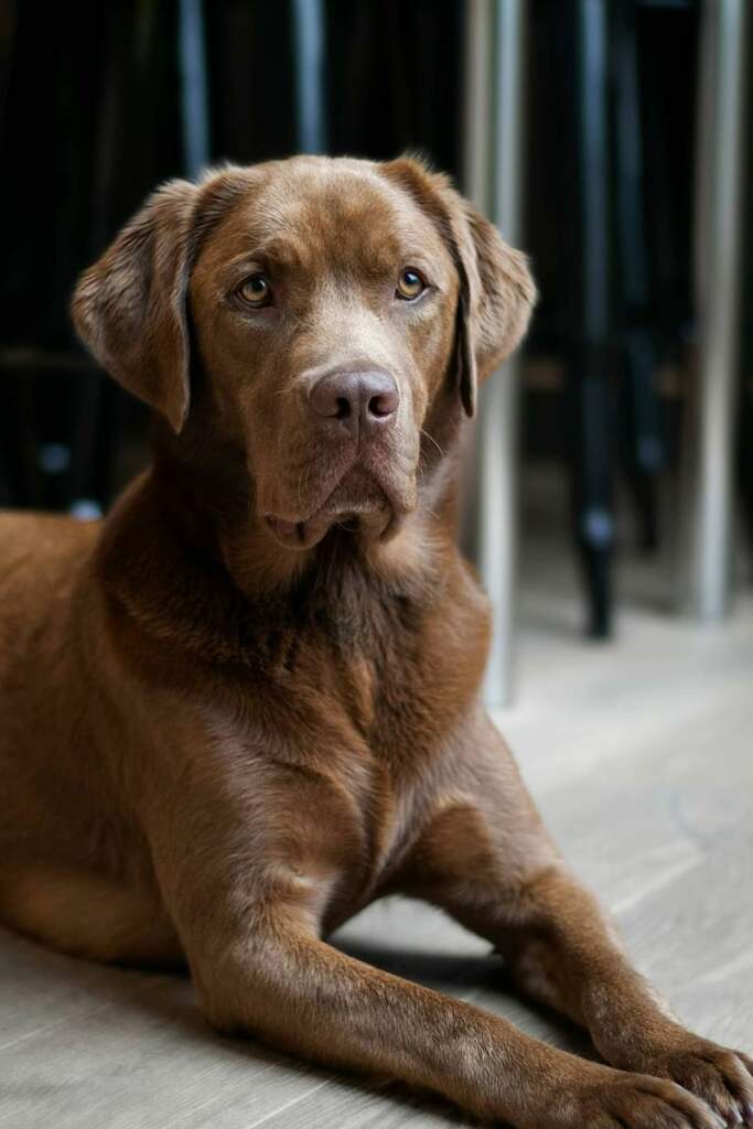 Retrato de Pelle